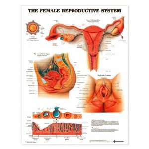 The Female Reproductive System Anatomical Chart Item # 9781587790218 