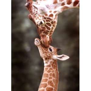  A Three Week Old Baby Giraffe with Its Mother at Whipsnade 