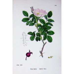 Botany Plants C1902 SabineS Rose Rosa Sabini Flowers 