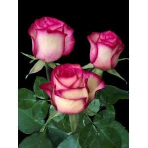 150 Stems of Red and Cream Roses (Carousel) 31.20 (80cm.):  