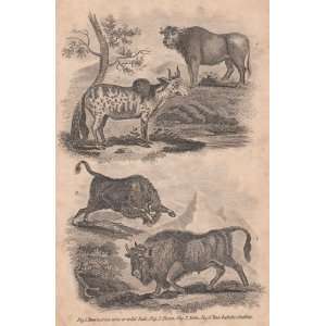  An original 1821 engraving from The British encyclopedia 