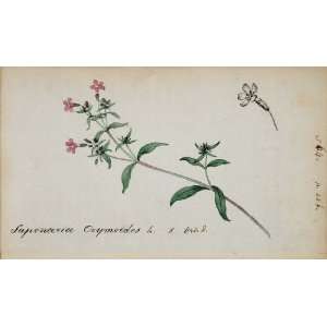 1826 Saponaria Ocymoides Rock Soapwort Botanical Print   Hand Colored 