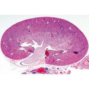 Histology of Mammalia/Element Microscope Slides/ Set of 25  