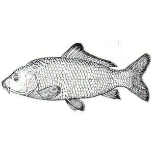  4 inch Square Acrylic Coaster Line Drawing Carp: Home 