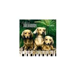  Longhaired Dachshunds 2010 Wall Calendar: Office Products