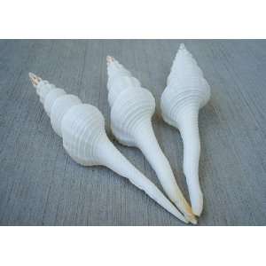    Distaff Spindle Seashells (Fusinus Colus)   3 pcs. 