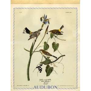  Audubon Yellow Rump Warbler Stationery Pad Office 