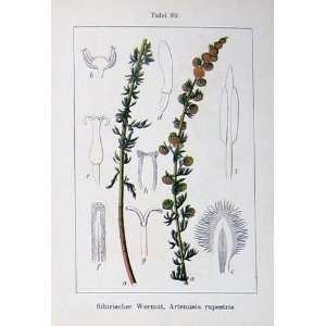  Flowers Sturms 1905 Artemisia Rupestris Absinthium