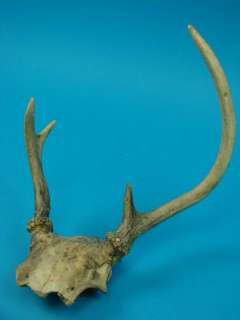 Whitetail Deer Antler Rack Young Buck Trophy Taxidermy  