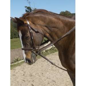   Ovation Stretch Cord Draw Reins   Dark Brown   Full: Sports & Outdoors