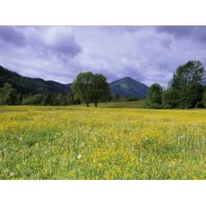  Meadow, Flowers on a Meadow, Bad Toelz, Bayern, Germany 