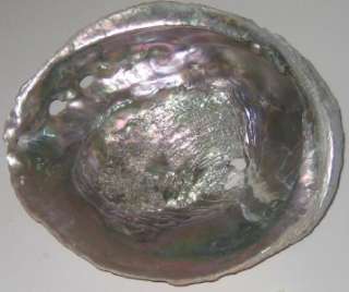   California Pacific Red ABALONE Shell Natural Rainbow 1 Pound 3 oz
