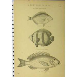   C1890 Acanthopterygii Fish Red Wrasse Toad Fish Scarus