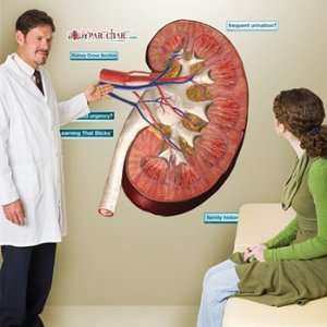  Kidney Cross Section Sticky Anatomy Wall Chart: Health 