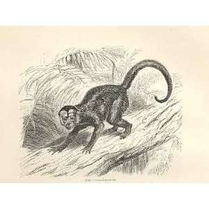  Sai Monkey 1862 WoodS Natural History Engraving