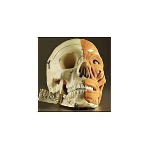  Human Skull with Facial Muscles Toys & Games