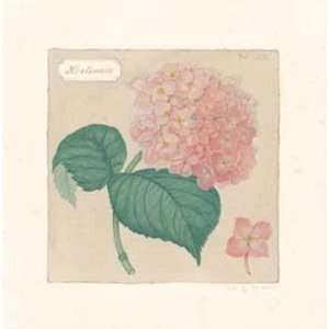    Hortensia   Poster by Violette Bouchard (6x6)