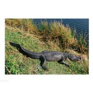 Alligator Everglades National Park Florida USA Poster (24 