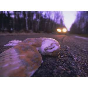 Road Casualty, Dead Barn Owl on Road in Winter, Scotland, UK, Europe 