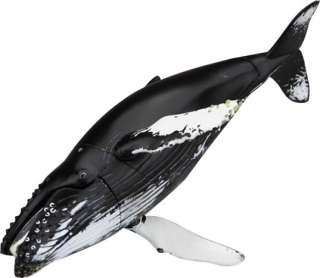 Mini 3D Museum Taxidermy Anatomy Model Humpback Whale S  