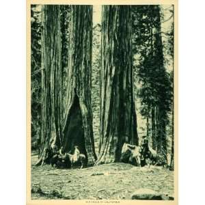  1913 Photogravure Giant Sequoia Redwood Tree Trunk 