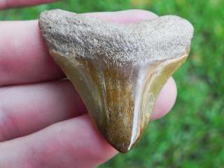 Polished Bone Valley Megalodon Tooth 100% REAL DEAL !!!  