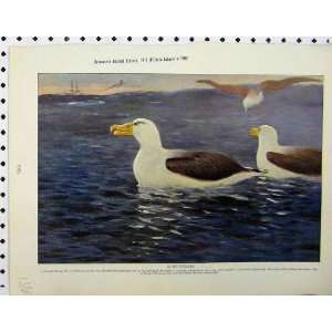  1926 Albatrosses Birds Storm Petrel Guillemot Puffin
