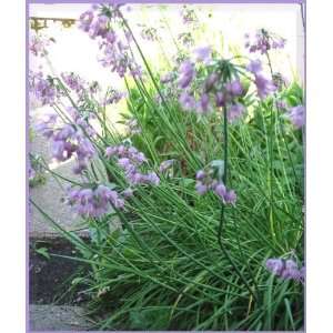  250 ALLIUM NODDING ONION Allium Cernuum Flower Seeds 