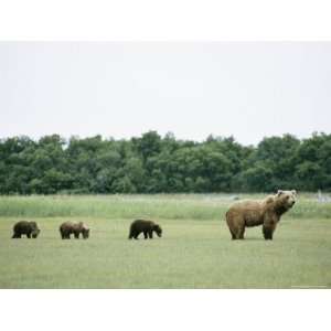  An Alaskan Brown Bear Leads Her Three Cubs Through a Field 