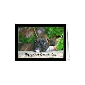  Happy Grandparents Day Brindle boxer puppy Card Health 