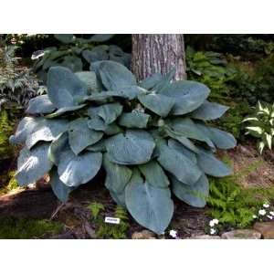   Mammoth Hosta Plant   Shade   Huge Blue Hosta Patio, Lawn & Garden