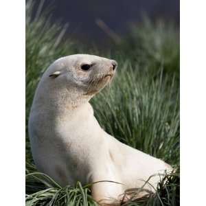  Antarctic Fur Seal (Arctocephalus Gazella), Blond, Husvik 