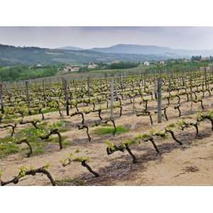 Vineyard of Pierre Gaillard in Malleval, Cote Rotie, France Premium 