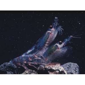 Krill are the Primary Member of the Antarctic Marine Food Chain 