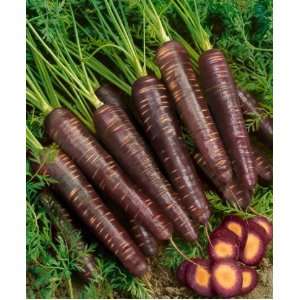  Purple Haze Hybrid Carrot Seeds   Daucus Carota Var 