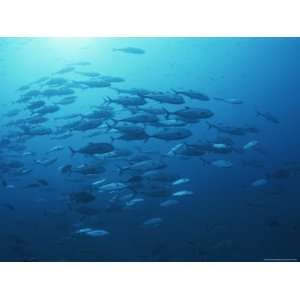 School of Jack Fish Swimming in a Circular Motion in the Red Sea 