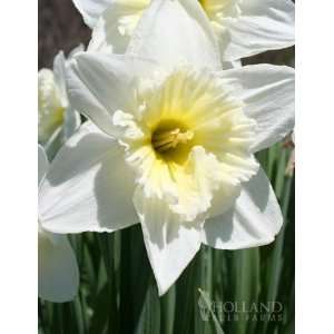  Ice Follies Daffodil   5 bulbs Patio, Lawn & Garden