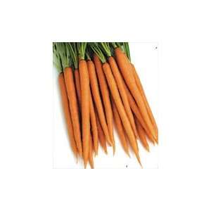  Carrot Seeds Pack, Uppercut 25 Patio, Lawn & Garden