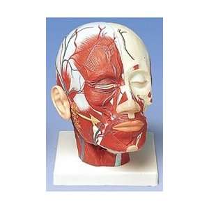  Head and Neck Musculature with Blood Vessels Health 