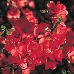  1 Quince, Red Flowering 1 3 foot potted Patio, Lawn 