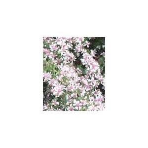   CALICO ASTER Aster Lateriflorus Flower Seeds Patio, Lawn & Garden