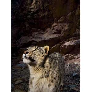Low light vision allows snow leopards to hunt in near total darkness 