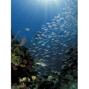 Diver and Silversides, Key Largo Reef, South Florida, Florida Premium 