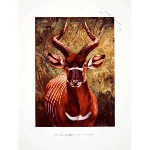  1906 Color Print Bongo Tragelaphus African Antelope 