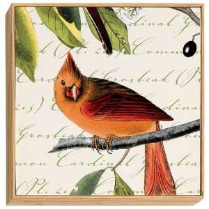  Audubon Orange Cardinal Art Block Framed Print