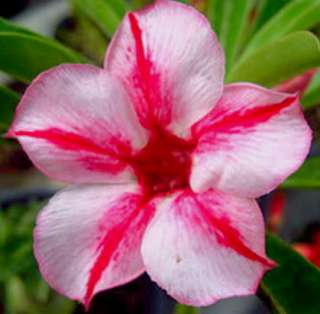 Adenium Obesum Star pink Fresh 100 Seeds  