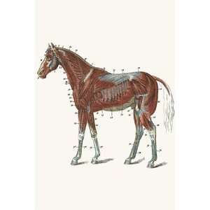 External Muscles & Tendons of the Horse   Poster by S. Sidney (12x18)