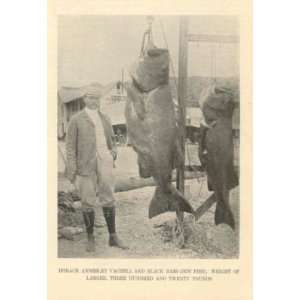  1897 Sea Fishing California Tuna Salmon Black Bass 