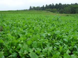 Great for DEER PLOTS Pasja Forage Turnip 5 LB Brassica  