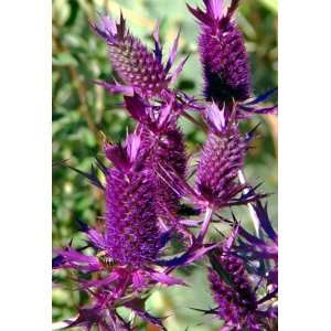  Purple Sheen Sea Holly 50 Seeds   Eryngium   Perennial 